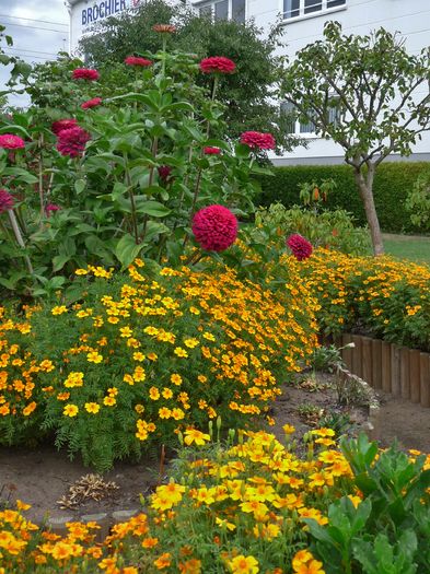 P1720800 - Craite - Tagetes