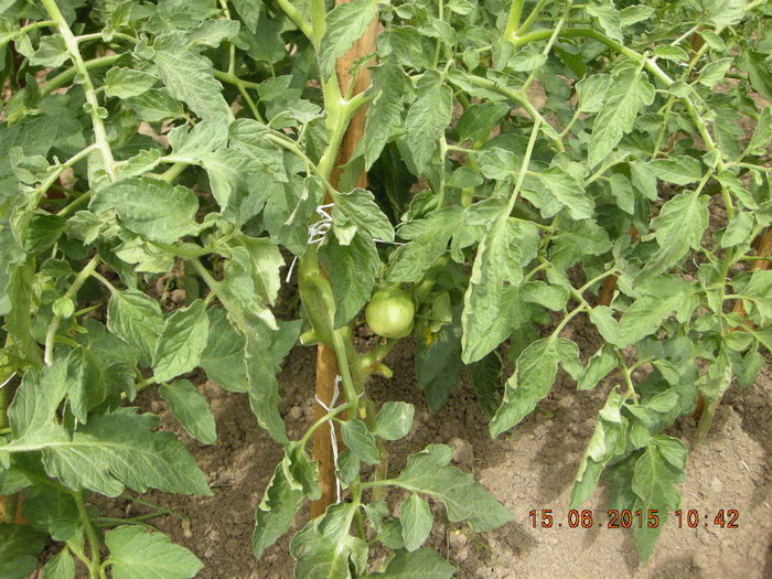 DSCN0257 - legume de gradina