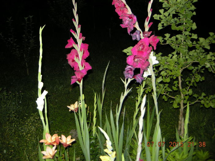 DSCN0334; crini ,gladiole si gingo biloba
