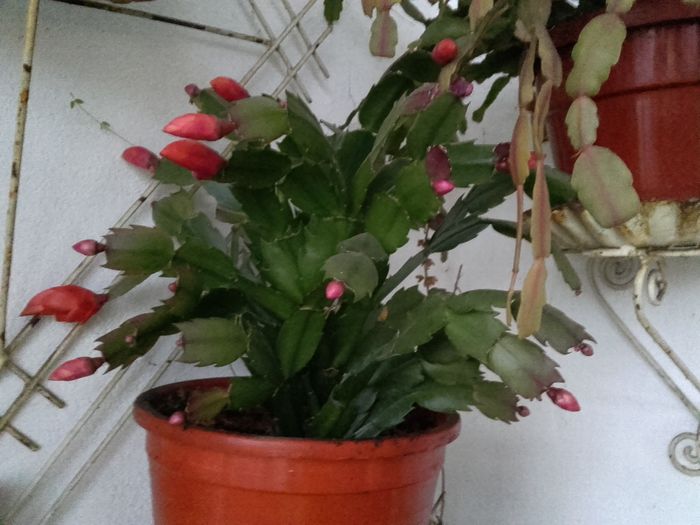 20151124_161451 - Schlumbergera