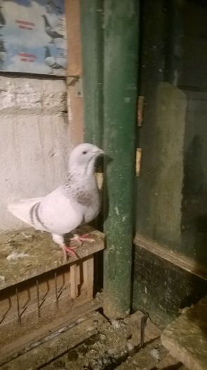 WP_20151122_016; Pui 2015
