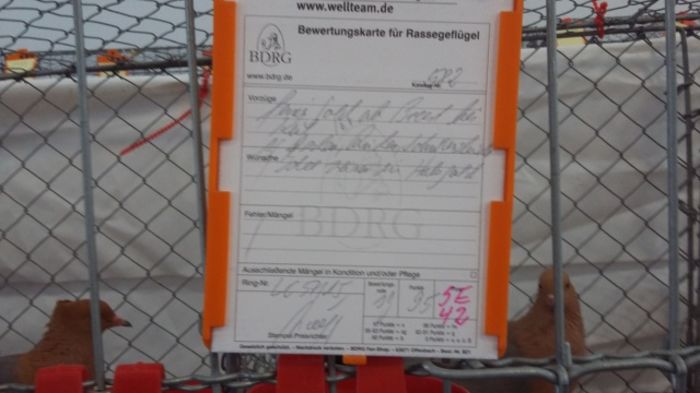 29 - Campionatul Germaniei