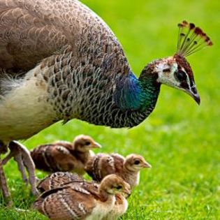 84991_469046e2278d4e097dee276dd2f90ed3_mdsq - BIRDS