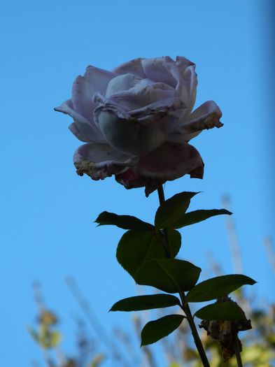 DSCN4343