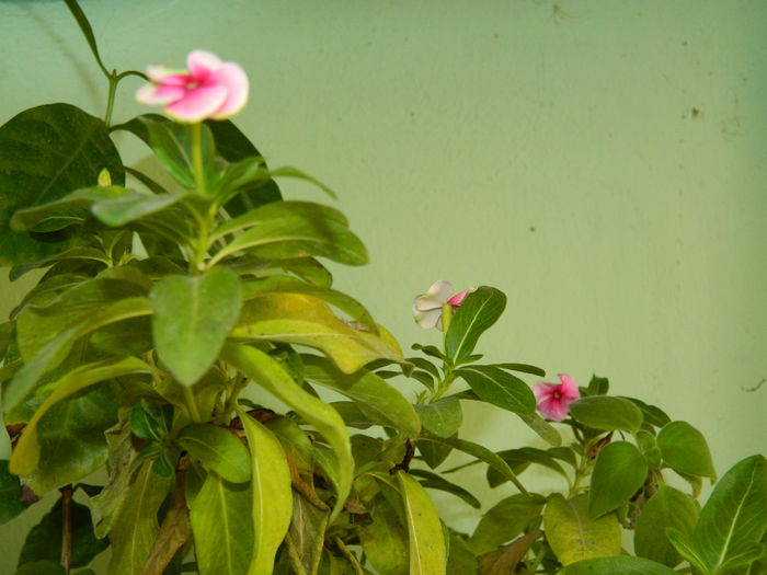 DSCN4363