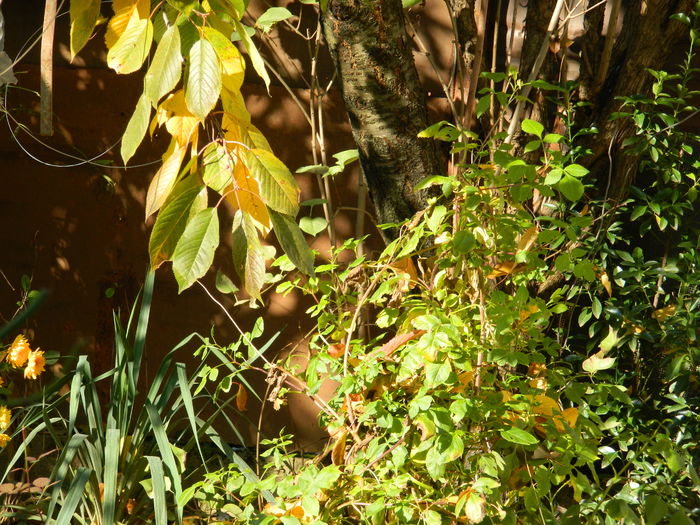 DSCN4376 - 2015_NOIEMBRIE_2