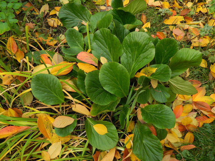 DSCN4414 - 2015_NOIEMBRIE_2