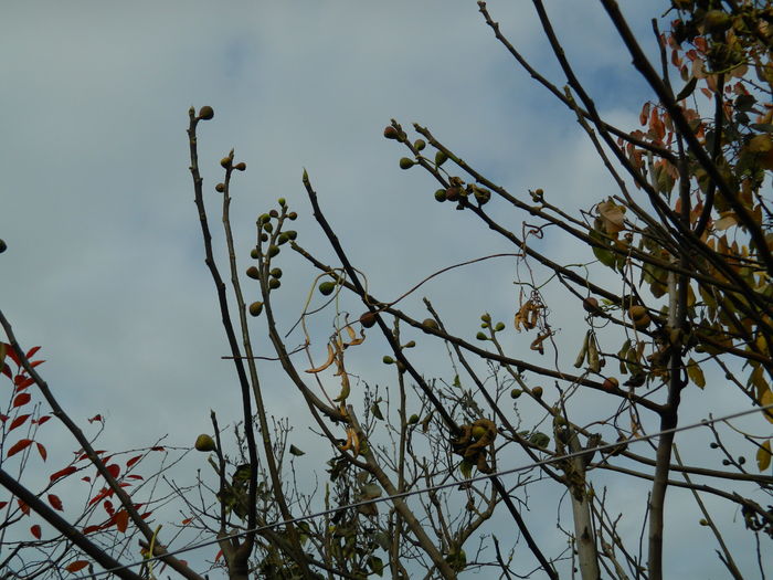 DSCN4416 - 2015_NOIEMBRIE_2