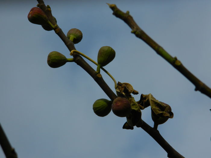 DSCN4417 - 2015_NOIEMBRIE_2