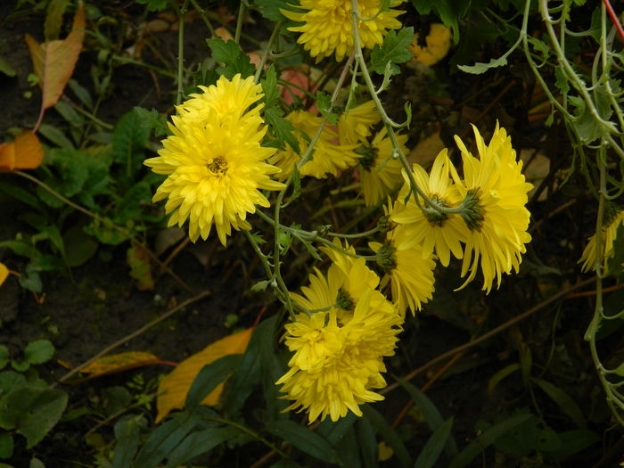 DSCN4419 - 2015_NOIEMBRIE_2