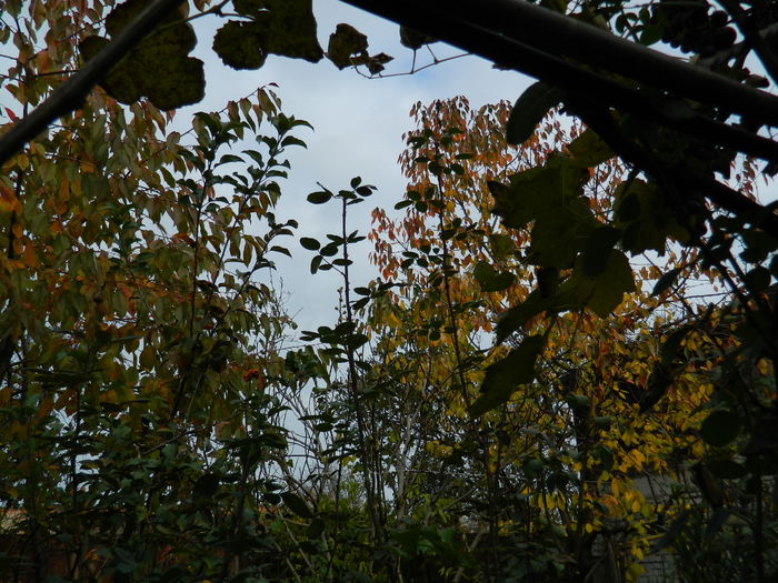DSCN4422 - 2015_NOIEMBRIE_2