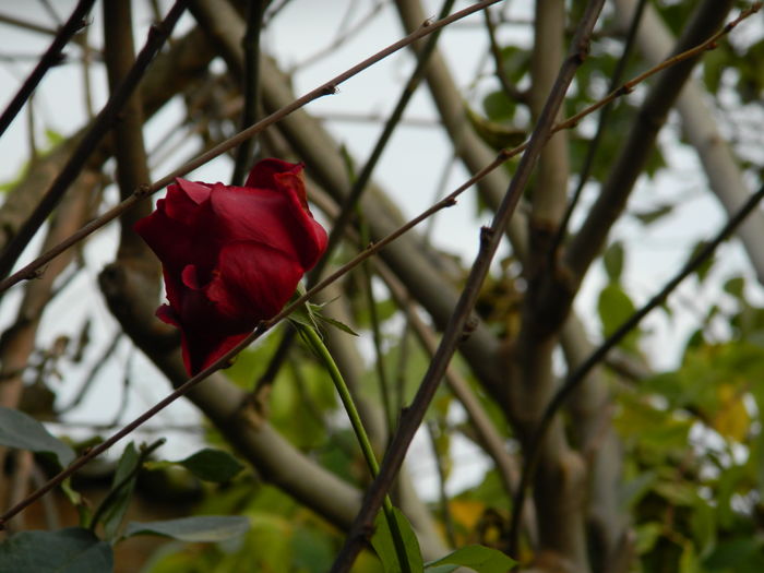 DSCN4441 - 2015_NOIEMBRIE_2