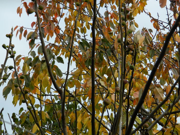 DSCN4444 - 2015_NOIEMBRIE_2