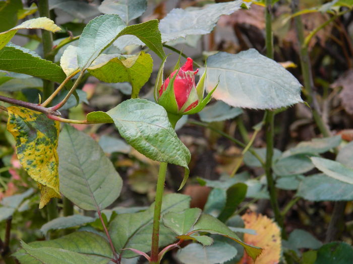 DSCN4448 - 2015_NOIEMBRIE_2