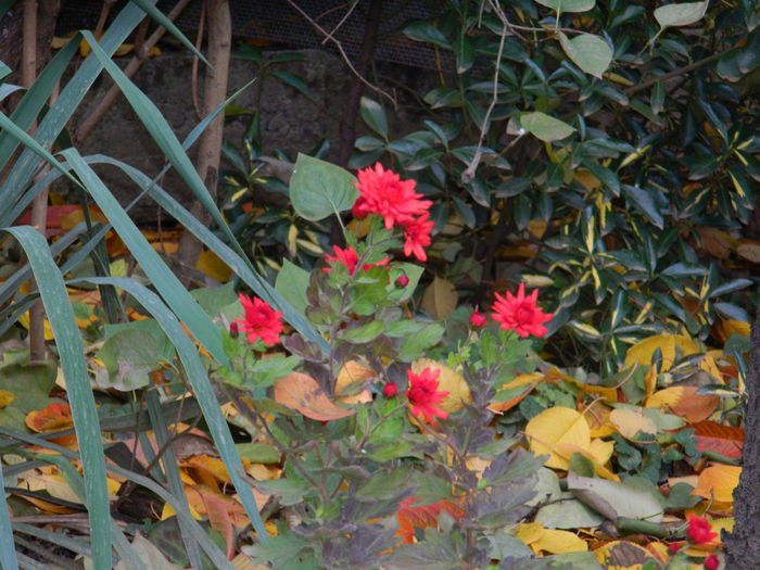 DSCN4454 - 2015_NOIEMBRIE_2