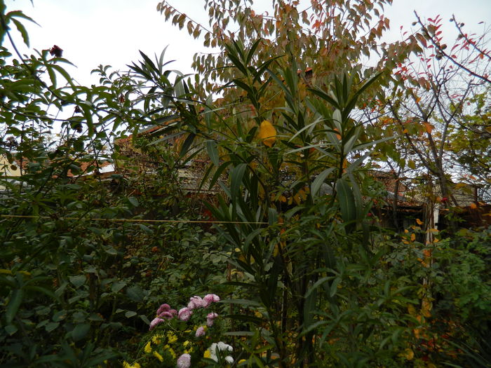DSCN4463 - 2015_NOIEMBRIE_2