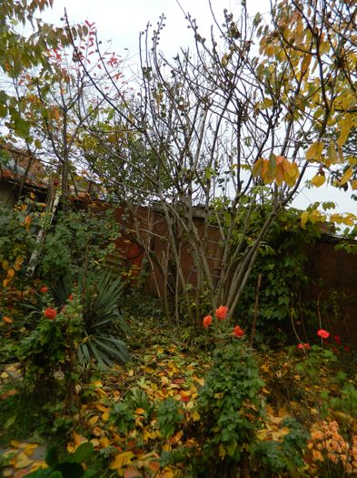 DSCN4466 - 2015_NOIEMBRIE_2