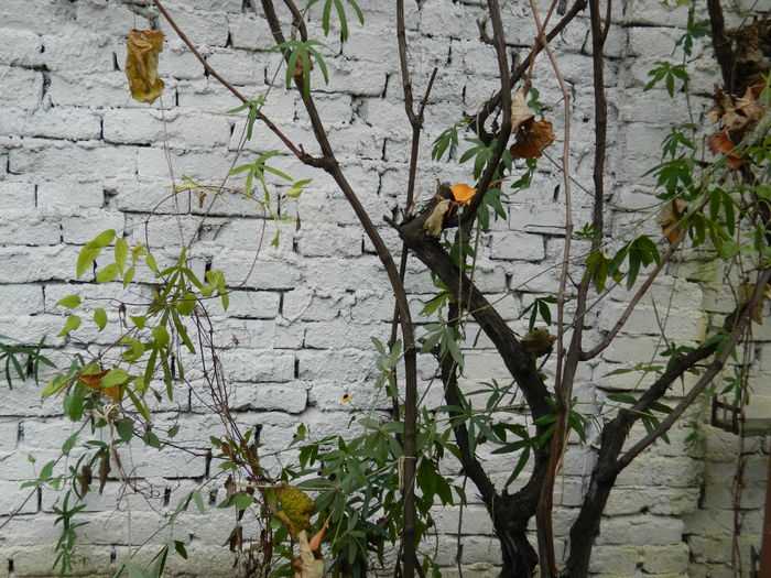 DSCN4483 - 2015_NOIEMBRIE_2
