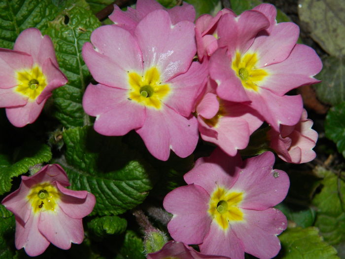 DSCN5590 - 2015_SASE ANI