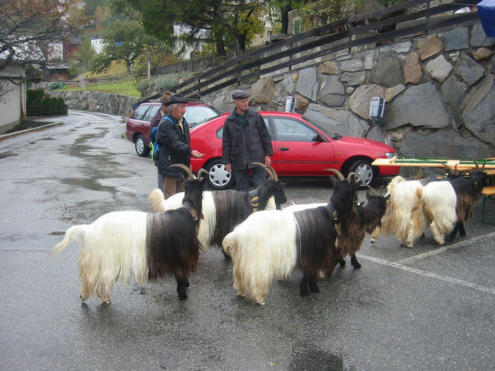 Cu Walliserul pe drum