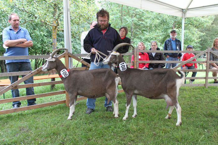 Frumoase cu pulpe mari