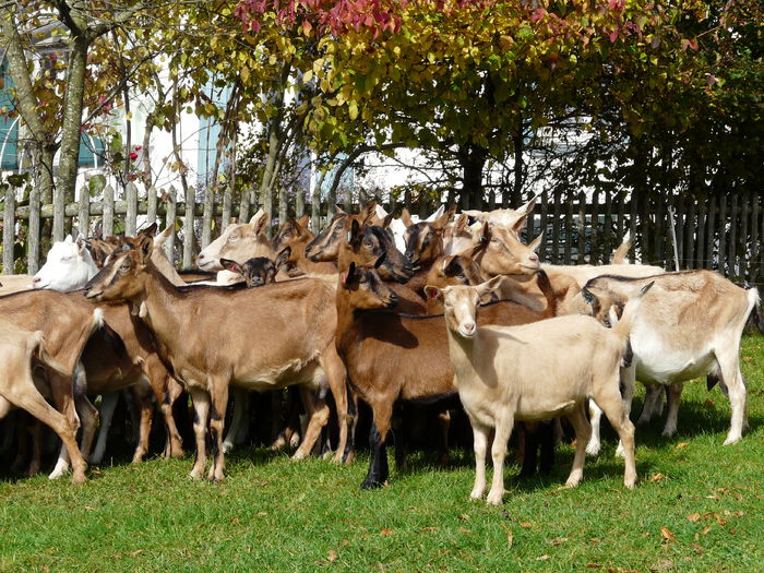 Frumuseti bune de lapte