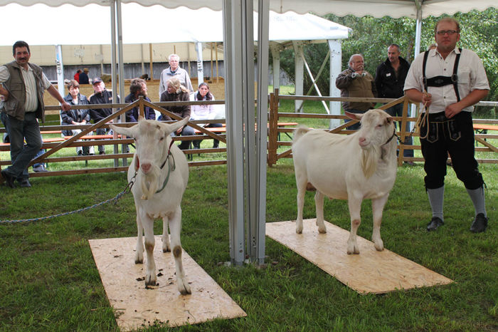 Tapii Saanen frumosi-654