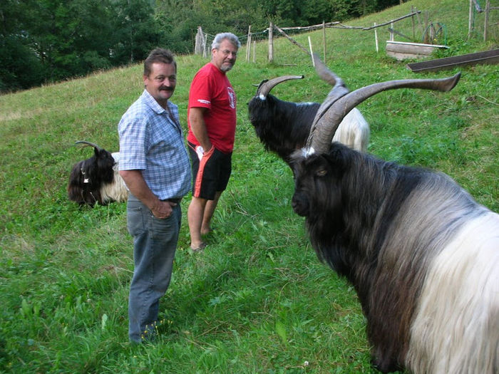 Tapii Walliser deosebiti-p65