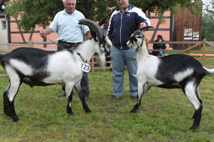 Tapul si caprita Paun frumosi-88c