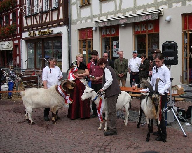 Trei exemplare frumoase-8544