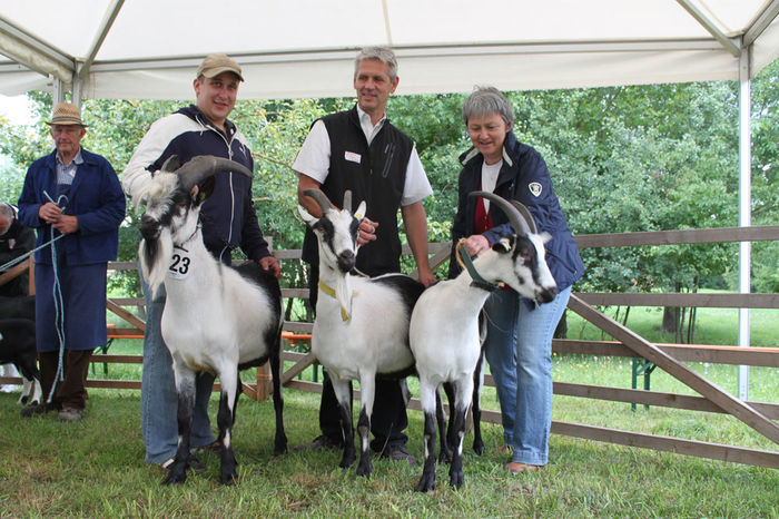 Trei frumuseti de  capre Paun