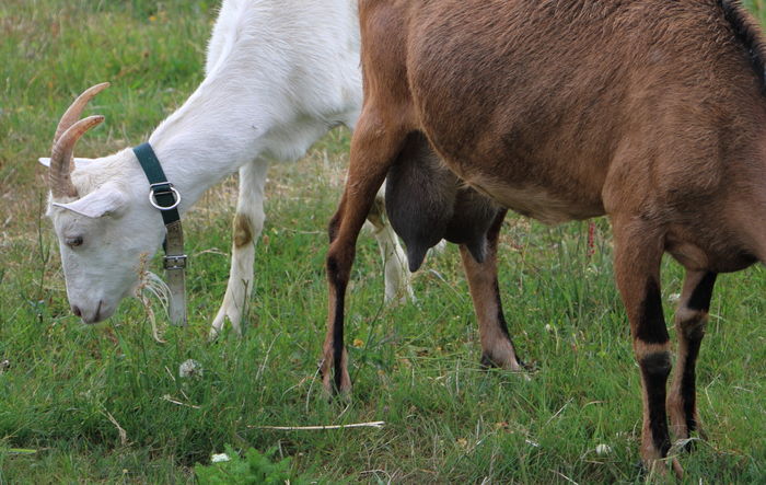 Un uger frumos de Alpina
