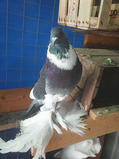 Photo0754 - gusati pomerania