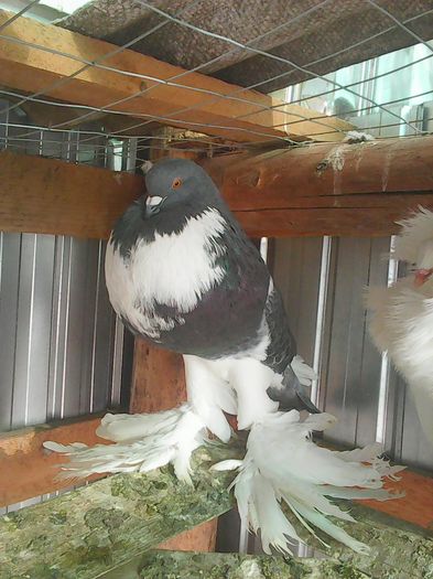 Photo0751 - gusati pomerania