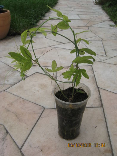 Picture 4728 - Passiflora caerulea