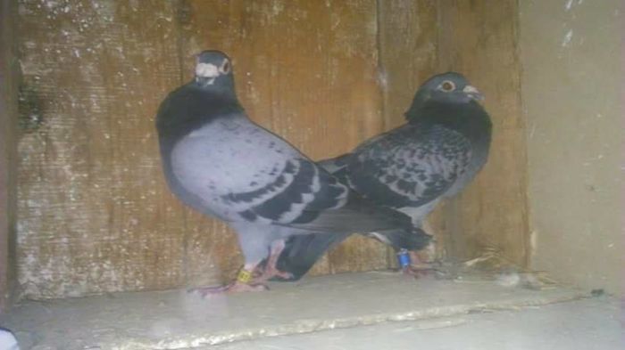 Bg(m08-f07)-100 lei-vandut-Udrea G.Ianca Br - I - de vanzare - voiajori