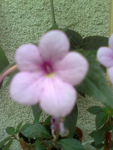 PEACH  BLOSSOMS-2 lei - Achimenes