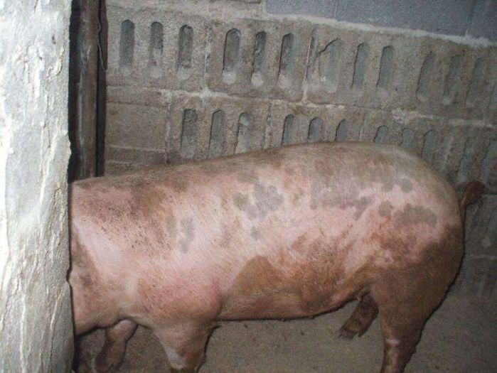 82961126_3_644x461_vand-porci-grasi-100-130-kg-porci - PORCI PT CRACIUN 2015