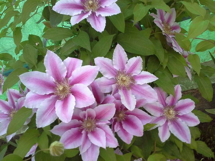 20150515_063325 - clematite si bujori 2015