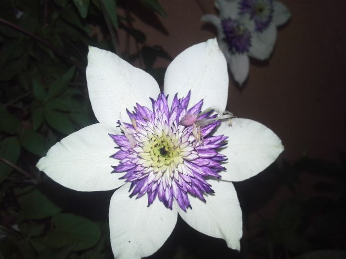 20150527_201414 - clematite si bujori 2015