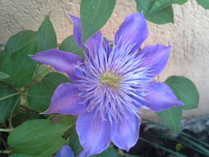 20150515_063605 - clematite si bujori 2015