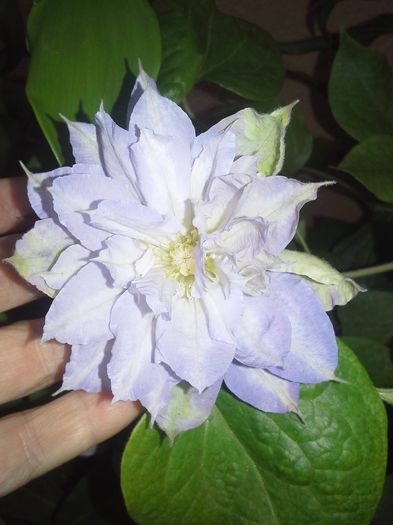 20150527_201900 - clematite si bujori 2015