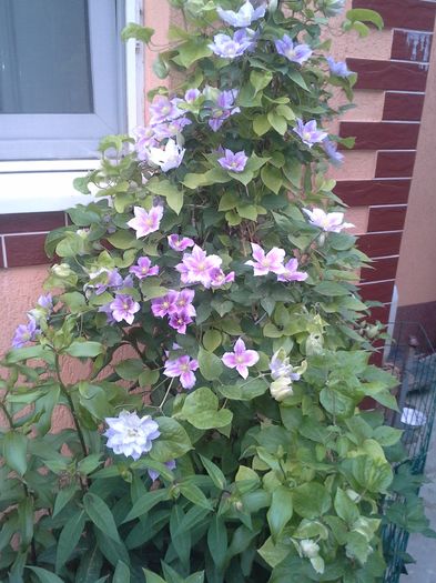 20150527_201912 - clematite si bujori 2015