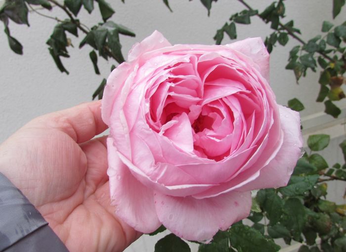 Nahema - 2015 plantele mele - III
