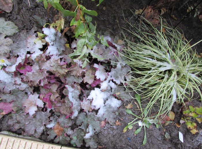 25 noiembrie - 2015 plantele mele - III