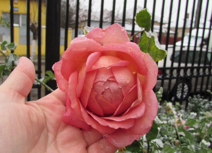 Jubilee Celebration - 2015 plantele mele - III
