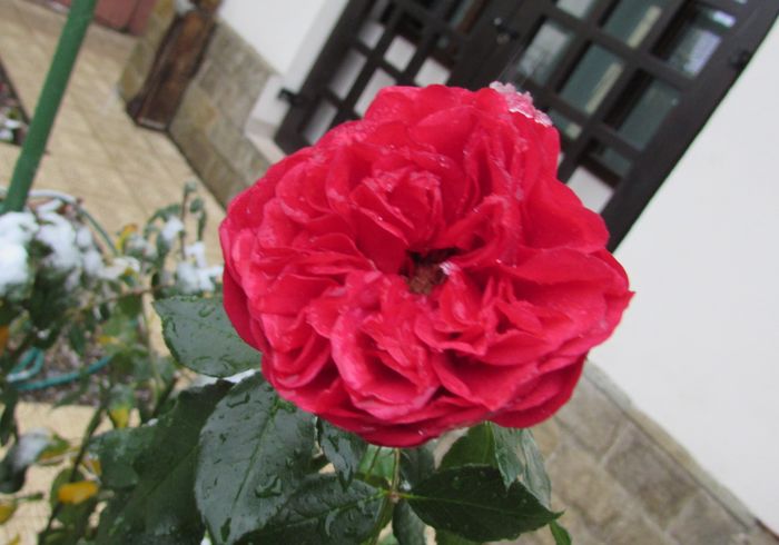 Out of Rosenheim - 2015 plantele mele - III