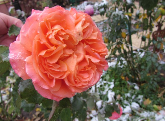 Emilien Guillot - 2015 plantele mele - III
