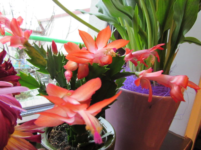 25 noiembrie - 2015 plantele mele - III