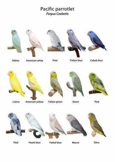 12301627_722857564514483_7600852285045627041_n